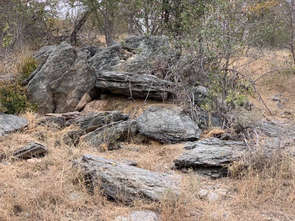 Namaqua Rock Mouse Nest