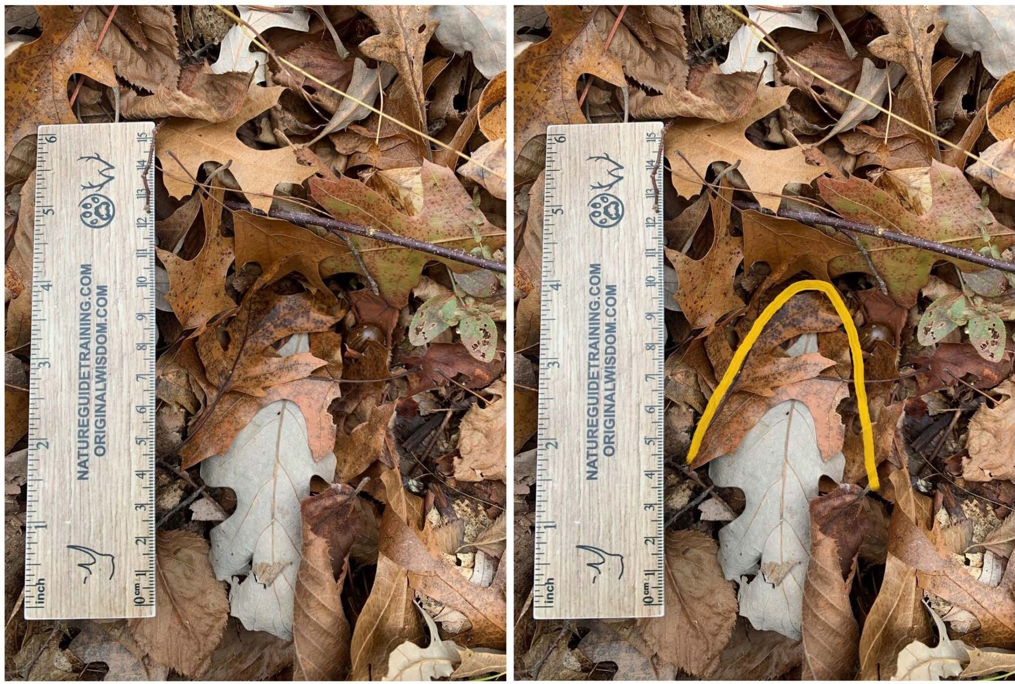 White-tailed deer tracks in leaf litter, Wisconsin, USA - Tracker Mentoring