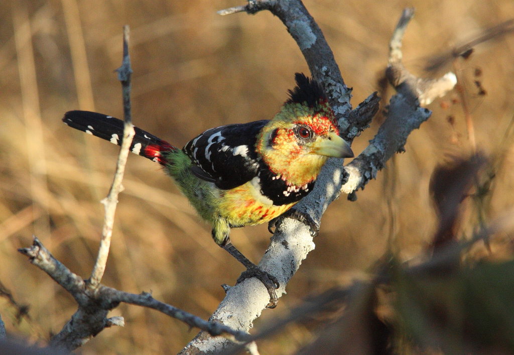 Introducing Tracker Mentoring - A crested barbet
